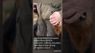 Celebrity European vs American Dobermann Wealth