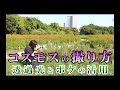 コスモスの撮り方【2021】