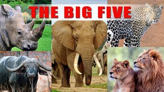 THE BIG FIVE | LION | ELEPHANT | LEOPARD | RHINOCEROS | CAPE BUFFALO | THE GREAT MIGRATION | SAFARI