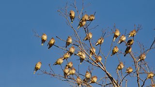 Cedar Waxwing Flocks, Auburn, Alabama