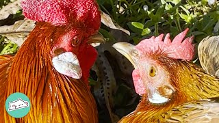 Abandoned Rooster Finds His Forever Love  | Cuddle Buddies