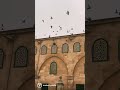 ما اجمل وجهك ما ابهاك مسجدي وقبلتي الاولى يا قدس الاقداس القدس في العيون ما اجمل وجهك ما ابهاك مسجدي وقبلتي الاولى يا قدس الاقداس القدس في العيون