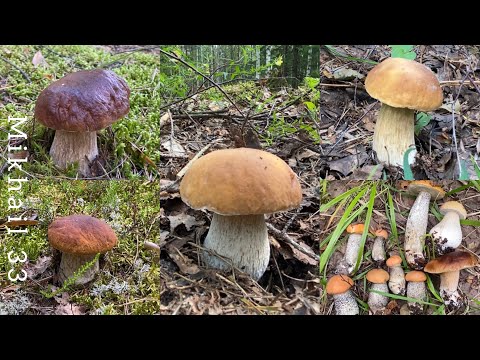 БЕЛЫХ ГРИБОВ МНОГО. Надо искать! Залог УДАЧИ-ранний подъем,свои точки и сбор ПОЛЗКОМ! Грибы 2023
