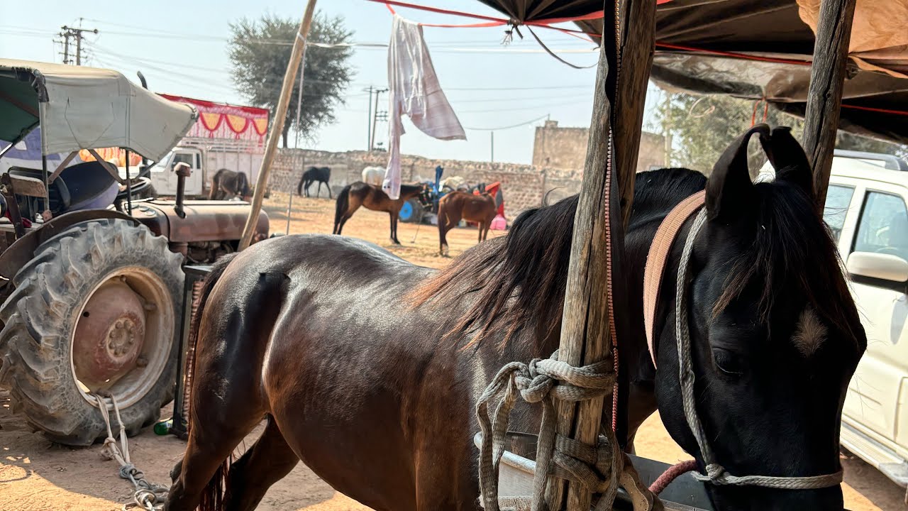 पशु मेला नागौर में आया घोड़ा हीरा का बच्चा इन्द्र जित उम्मेद सिंह जी के पास m.9284465841