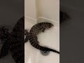 Shower time for big girl🦎🖤🤍 #relaxingmusic #reptileworld #reptilelife #tegu