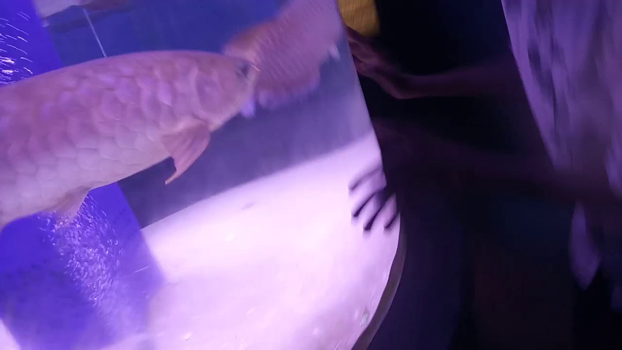 Goa fish aquarium - YouTube Goa fish aquarium - YouTube