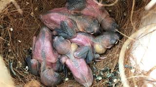 Java finch babies 2019 - Day 12 Net Worth