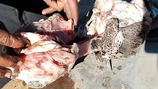 Blow it up, La Paz, Mexico