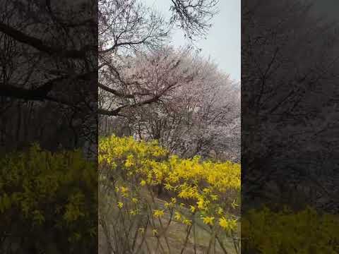 🌸 #<strong>cherryblossom</strong>