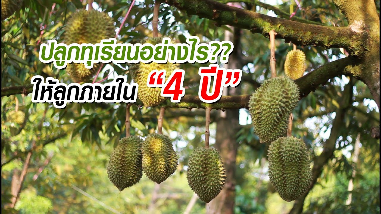 ปลูกทุเรียนอย่างไร?? ได้ลูกภายใน “4 ปี” โดย ป๋าแสวง | Durian Thailand | 榴蓮