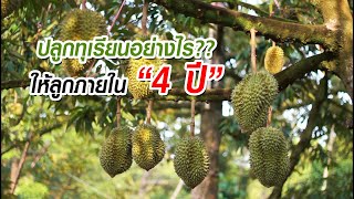 ปลูกทุเรียนอย่างไร?? ได้ลูกภายใน “4 ปี” โดย ป๋าแสวง | Durian Thailand | 榴蓮