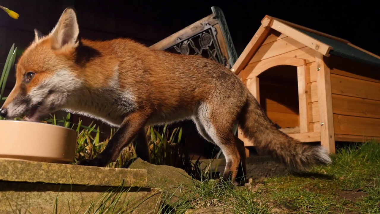 Closeup of a Red fox feeding from a bowl in a garden, Birmingham, UK