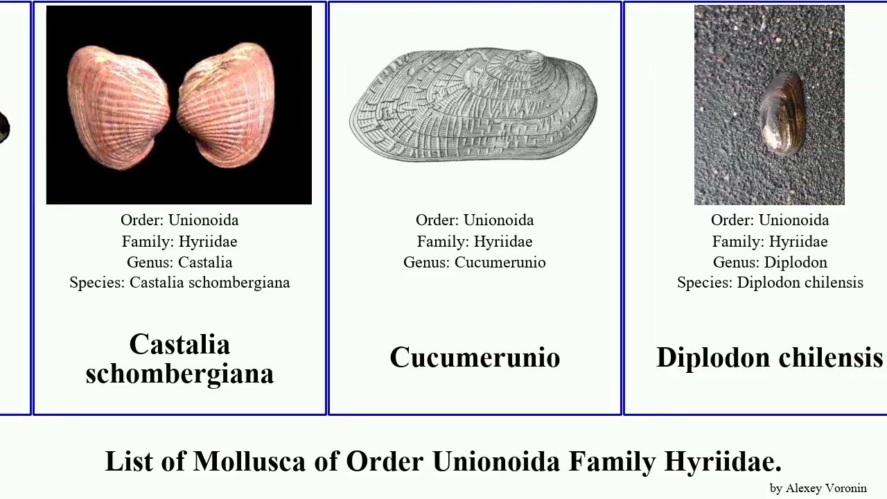 List of Mollusca of Order Unionoida Family Hyriidae. ambiguous chilensis Velesunio Castalia Kākahi