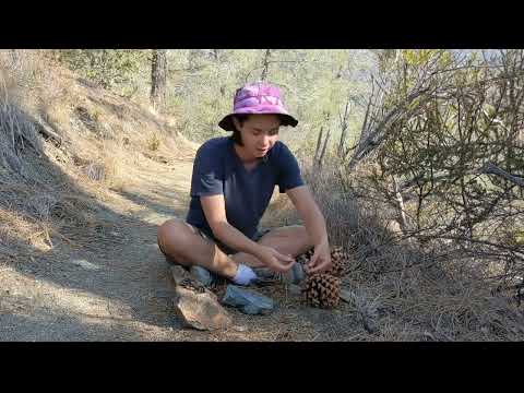 Foraging Gray Pine Nuts Fun and Delicious