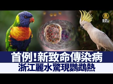 新致命传染病 浙江丽水惊现“鹦鹉热”