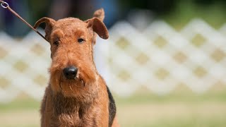 Understanding the Airedale Terrier's Response to Unfamiliar Animals