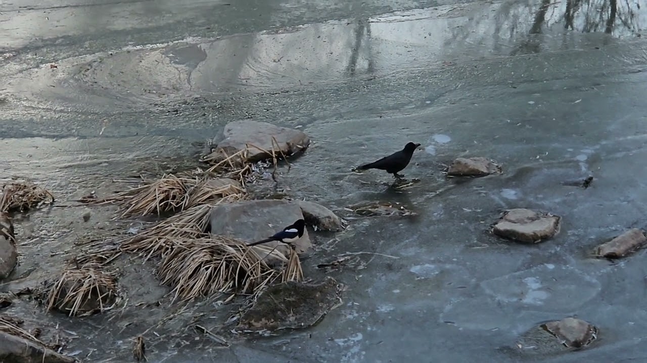 청계천에 생태계 자연다큐 18부작 명작면을 보실수 있습니다