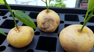 CLONE your FRUIT TREES with these 3 common household items