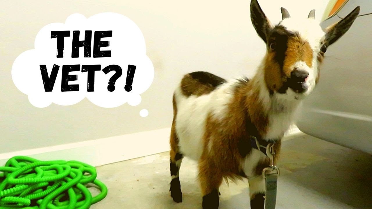 MINIATURE GOAT IS SICK! Taking my BABY NIGERIAN DWARF GOAT to the VET