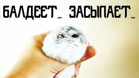 КАК ПРАВИЛЬНО ГЛАДИТЬ ХОМЯЧКА, ЧТОБЫ ОН БАЛДЕЛ И ЗАСЫПАЛ))) | KEKC CHANNEL