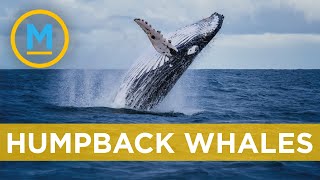 Humpback Whale Population Is On The Rise Your Morning