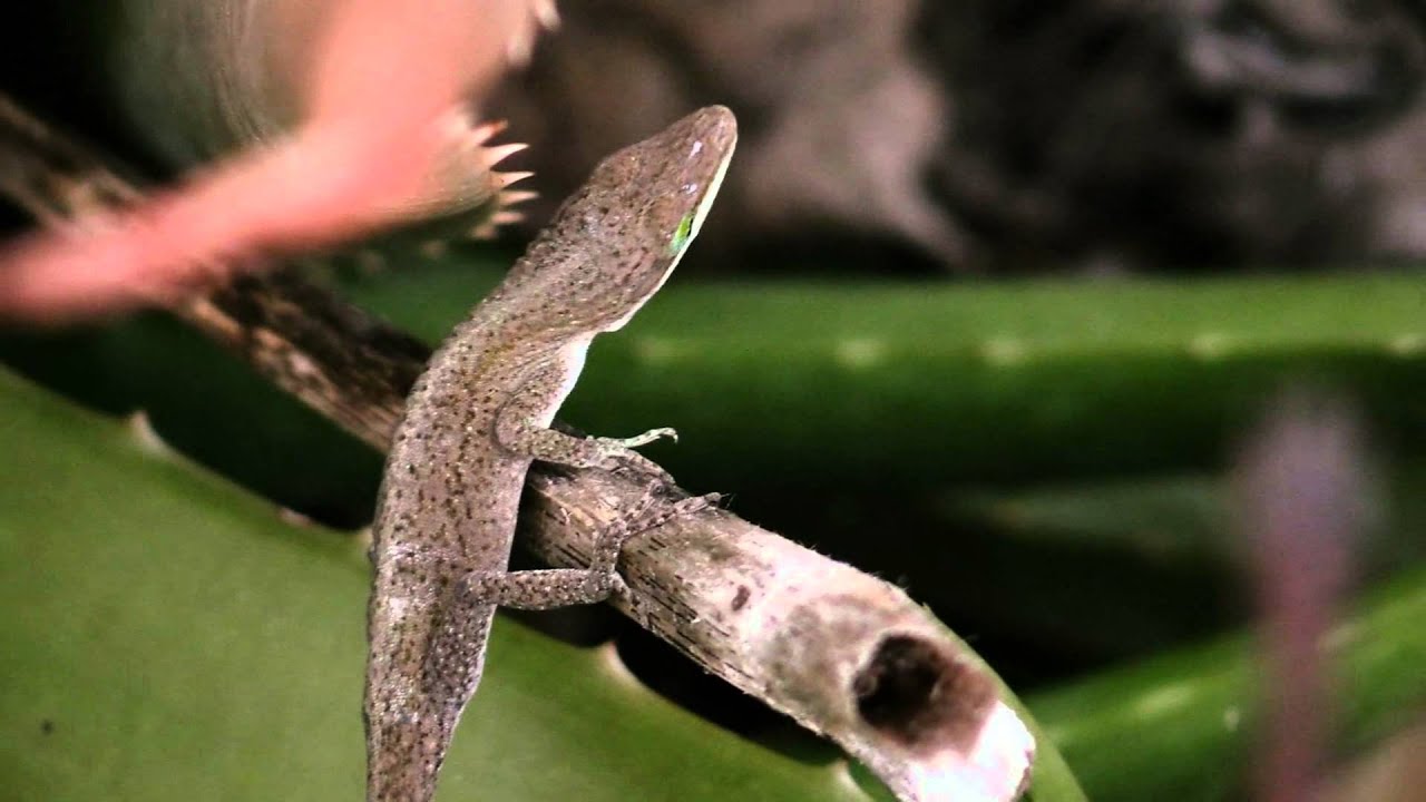 Canon Vixia HF G30 TEST1 59.94 P AVCHD 28 Mbps