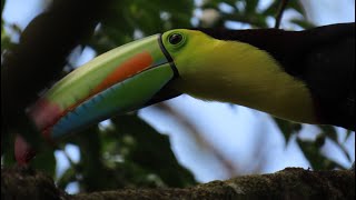 Welcome to Costa Rica! by Michael Leveille 71 views 2 months ago 3 minutes, 3 seconds