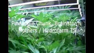 Ganjaman's Advanced Nutrients Grow