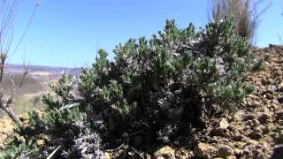 Owyhee River Canyon