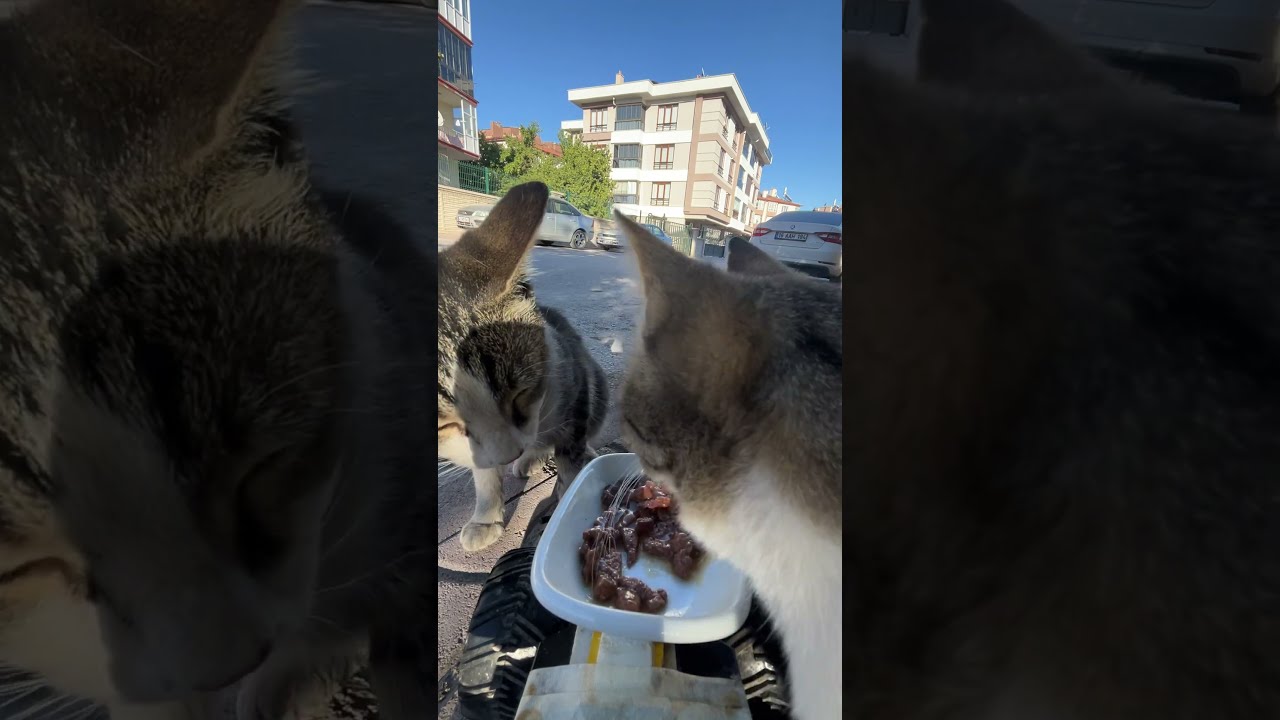 Cat Feeding With Rc Car 97