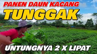 PANEN DAUN KACANG TUNGGAK || KALKULASI MODAL DAN PENDAPATAN TANAM DAUN KACANG TUNGGAK