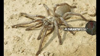 Tarantula found for the first time in Iran! by Tarantupedia™ 5,949 views 4 years ago 6 minutes, 39 seconds
