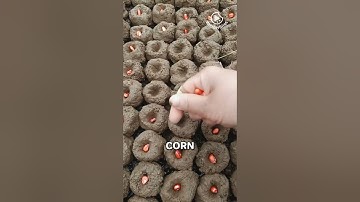 Corn Planting Hack!