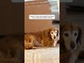 Esta Perrita parecía que no iba a resistir mucho más, hasta que pasó esto… 🥹 #dogs #perros #mascota