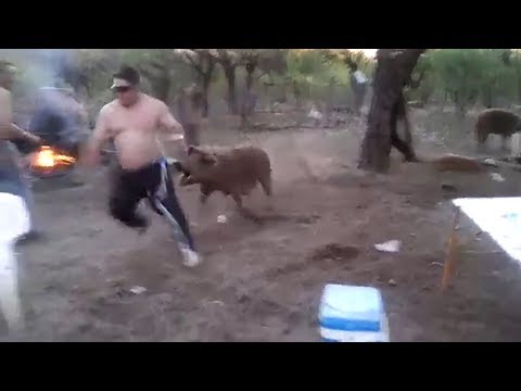 ვიდეო: მოკლავენ ღორი გოჭებს?