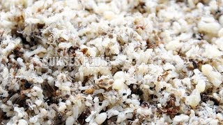 GUIDE ON HOW TO QUICKLY CULTIVATE KROTO WITHOUT TREES FOR BEGINNERS, VERY EASY!