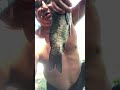 KILLER FISH 007 !!! TAGANKA 2023 !!! #fishing #skigear #carp #snowbaird #nature #carpfishing #fish