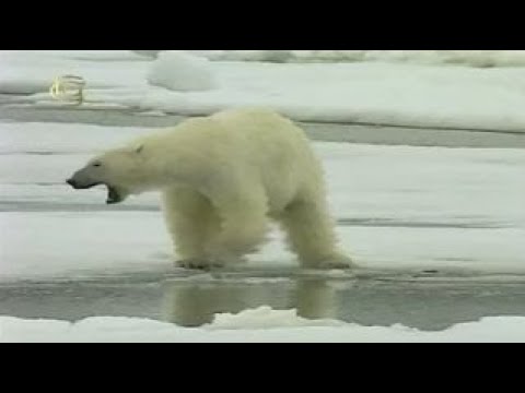 Экологические группы животных. Наземно-водные животные