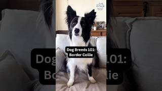 Dog Breeds 101: Border Collie | Dog Lovers Must Watch #shorts