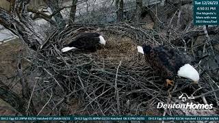Denton Homes Iowa Eagles - Mom Choosed Her Pair! Wellcome! NEST BUILD! 12.26.23 1 by sperantaexista1 142 views 6 days ago 44 minutes