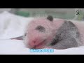 大貓熊寶寶住保溫箱 露屁屁睡覺超級可愛  Baby Panda sleeping in  incubator,the little  butt Is so  cutee!!