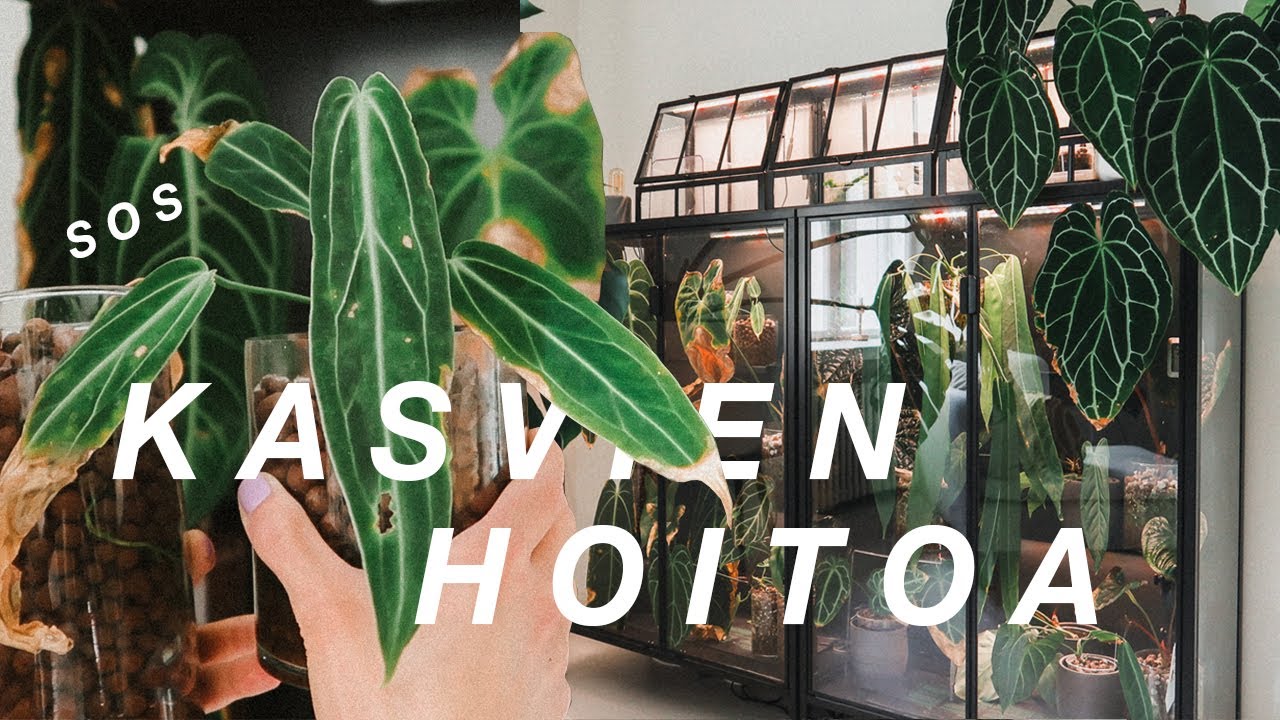 KASVIEN HOITOA || Pelastetaan mun kasvit ☹️