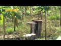 Bee Museum Kelulut and Papaya Plantation