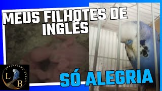 Filhotes de Periquitos Ingleses (Imagens Inéditas)#budgerigars#filhotes#periquitosaustralianos