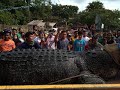 WORLD'S LARGEST CROCODILE SPOTTED IN RIZAL PALAWAN