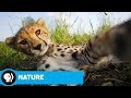 Cheetah Mother Challenges and Experiences