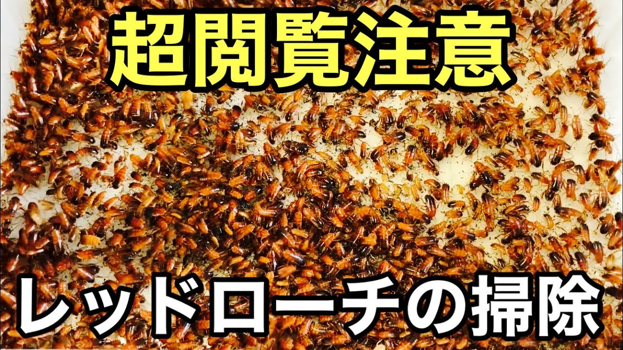 レッドローチの掃除をします【爬虫類の餌】超閲覧注意 - YouTube