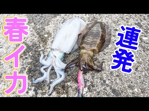 春イカ釣れてると聞いて…