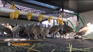 SFW Releases Pheasants onto Wildlife Management Areas