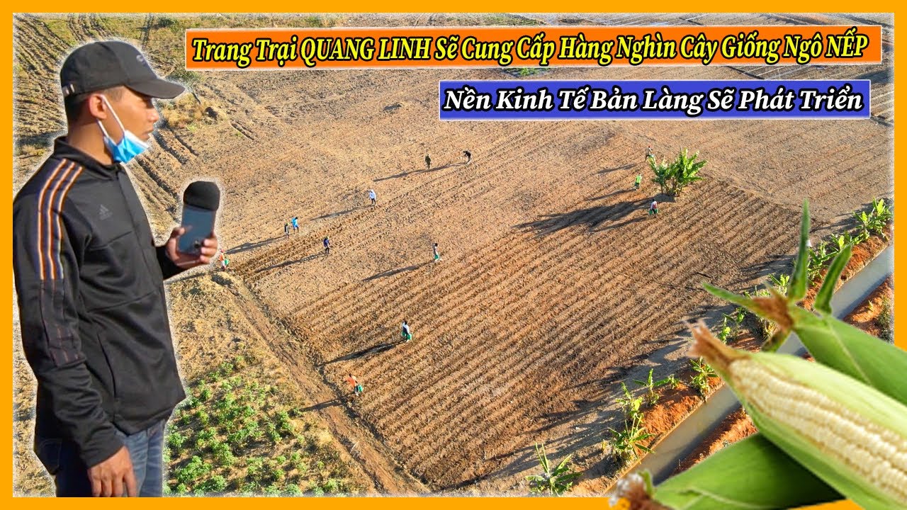 Nông Nghiệp VIỆT NAM ở Châu Phi || Quang Linh Farm Sẽ Cung Cấp Hàng Ngàn Cây Ngô Giống Cho Bản Làng - YouTube